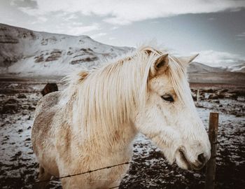 Close-up of horse standing at farm during winter