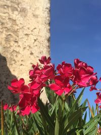 Close-up of pink flowers blooming against sky