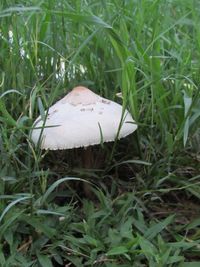 Close-up of mushroom growing on field