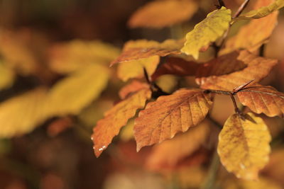 Close-up of maple leaf