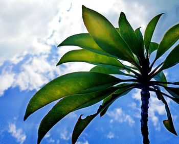 Low angle view of leaves against sky