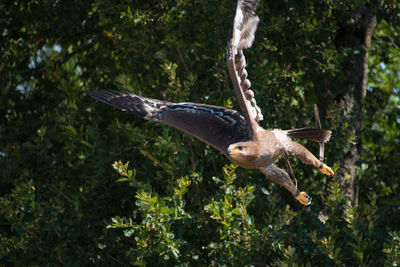 Bird flying in a forest