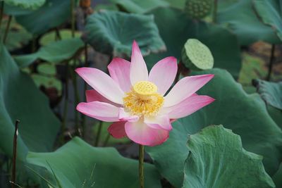 Close-up of pink water lily