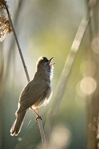Close-up of bird perching on twig