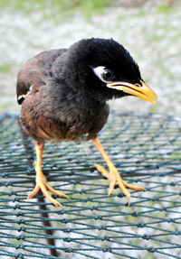 Close-up of bird