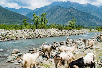 Flock of sheep grazing in lake