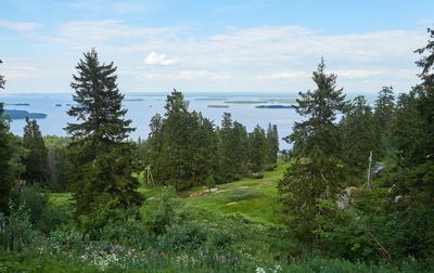 Scenic view of forest against sky