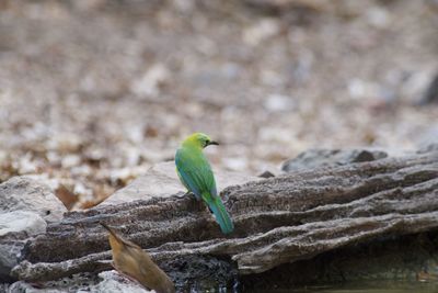 Close-up of bird perching on rock