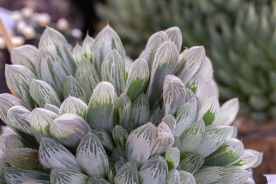 Close-up of white flowering plant