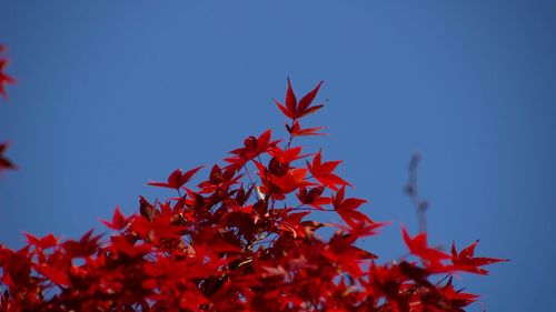 Low angle view of red maple tree against blue sky