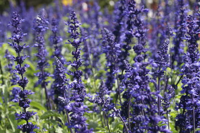 Close-up of purple flowering plants