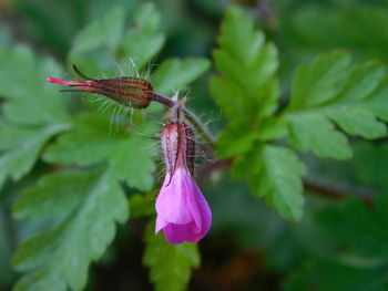 Close-up of insect on pink flower
