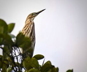 Low angle view of bird perching on plant against sky