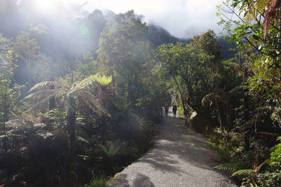 Scenic view of forest