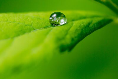 Close-up of snail on leaf