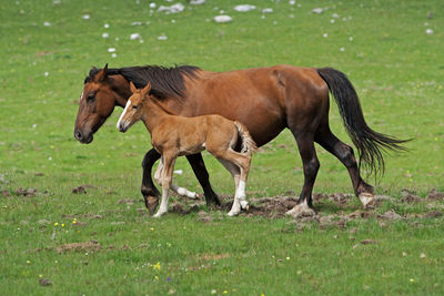 Side view of horse on field