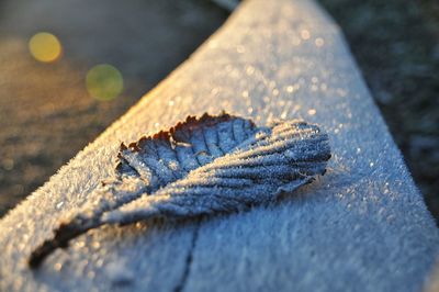 Close-up of frozen leaf during winter