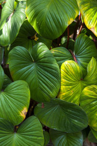 Full frame shot of green leaves