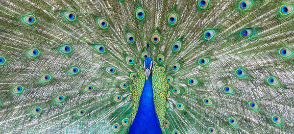 Stunning indian male peacock with open wings showing all its blue eyes over green plumage.