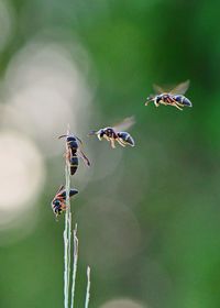 Close-up of insect flying