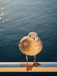 Close-up of seagull perching on a sea