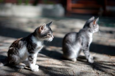 Cat sitting on a looking away