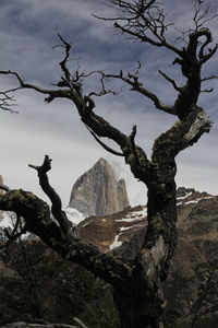 Bare tree against mountain range