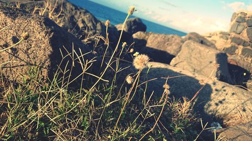 High angle view of grass on beach against sky