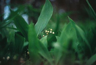 Close-up of insect on plant