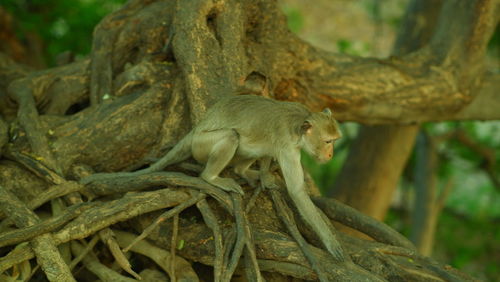 Monkey on tree trunk