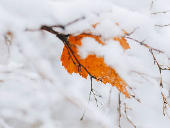 Close-up of orange maple leaves during winter