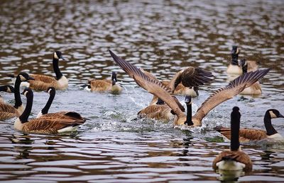 Flock of birds in lake