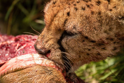 Close-up of cheetah gnawing on hartebeest kill