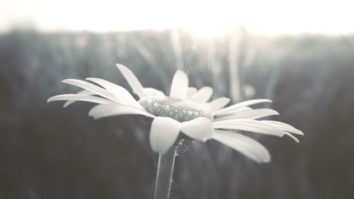 Close-up of white flower blooming outdoors