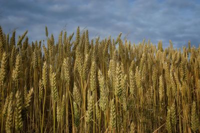 Panoramic shot of stalks in field against sky