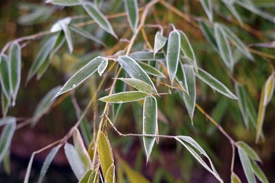 Close-up of plant growing on field