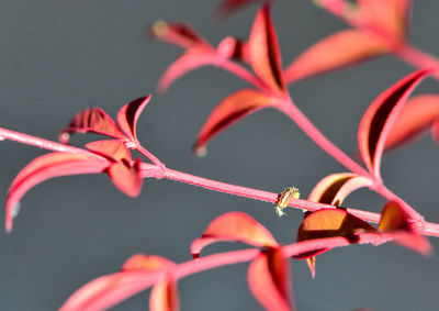 Close-up of red flowering plant