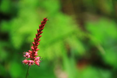 Close-up of red flowers