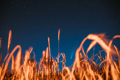 Scenic view of illuminated star field against sky at night