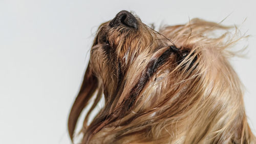 Close-up of woman with dog against white background