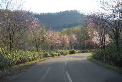 Road amidst trees against sky