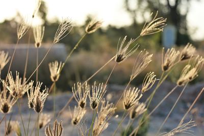 Close-up of stalks in field