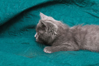 Close-up of cat relaxing in swimming pool