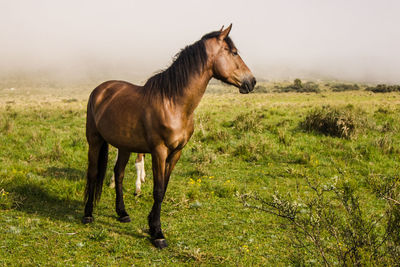 Horse standing in a field