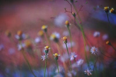 Close-up of flowering plants on field