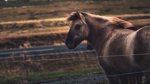 Horse standing in ranch