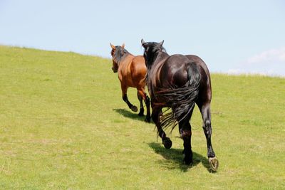 Horse running in a field