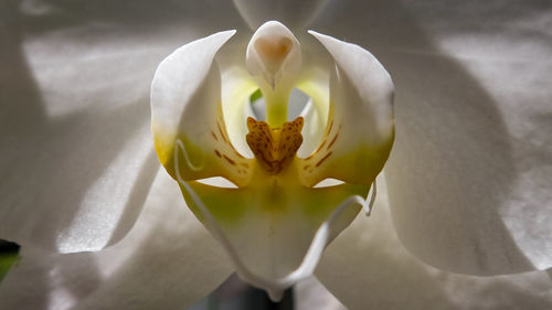 Close-up of white rose flower