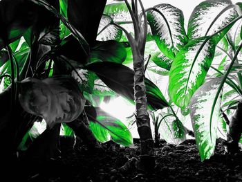 Close-up of palm tree leaves on field