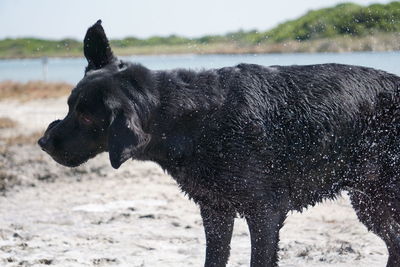 Wet labrador shaking